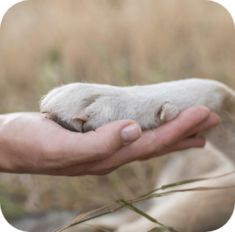 Dog paw in hand